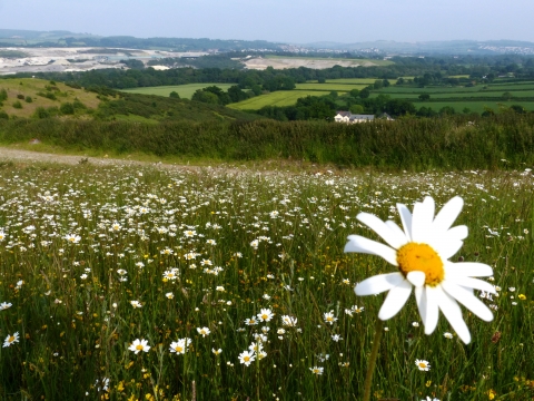 Teigngrace Meadow | Devon Wildlife Trust